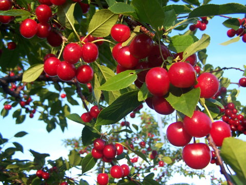 cherries15